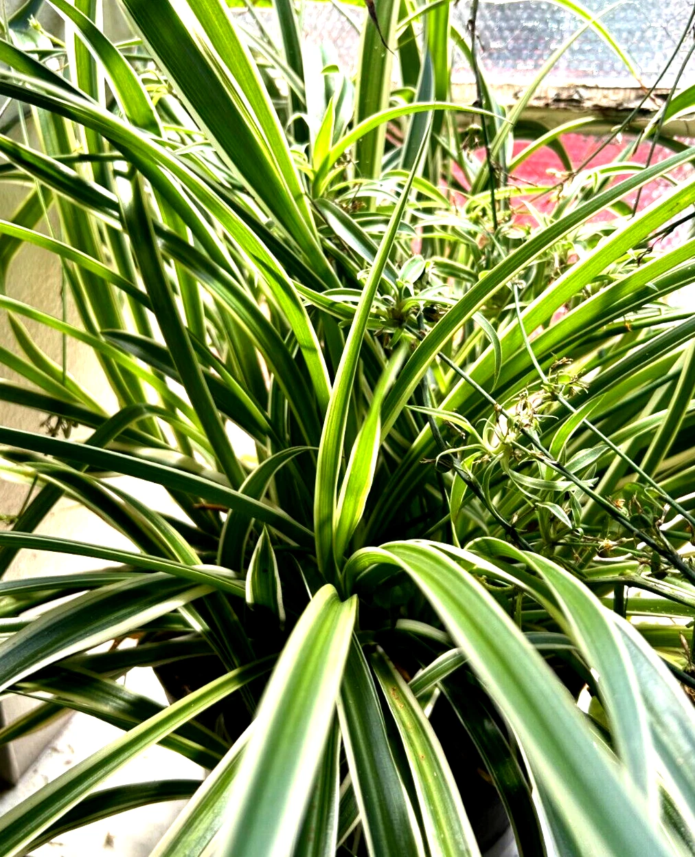 Reverse Spider Plant Cuttings - 3 Unrooted Reverse-Pattern Chlorophytum comosum, Root-Ready