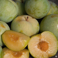 Emerald Pluot Unrooted Scions for Grafting – Fresh 1-Year Wood