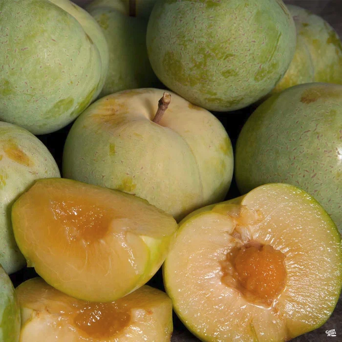 Emerald Pluot Unrooted Scions for Grafting – Fresh 1-Year Wood