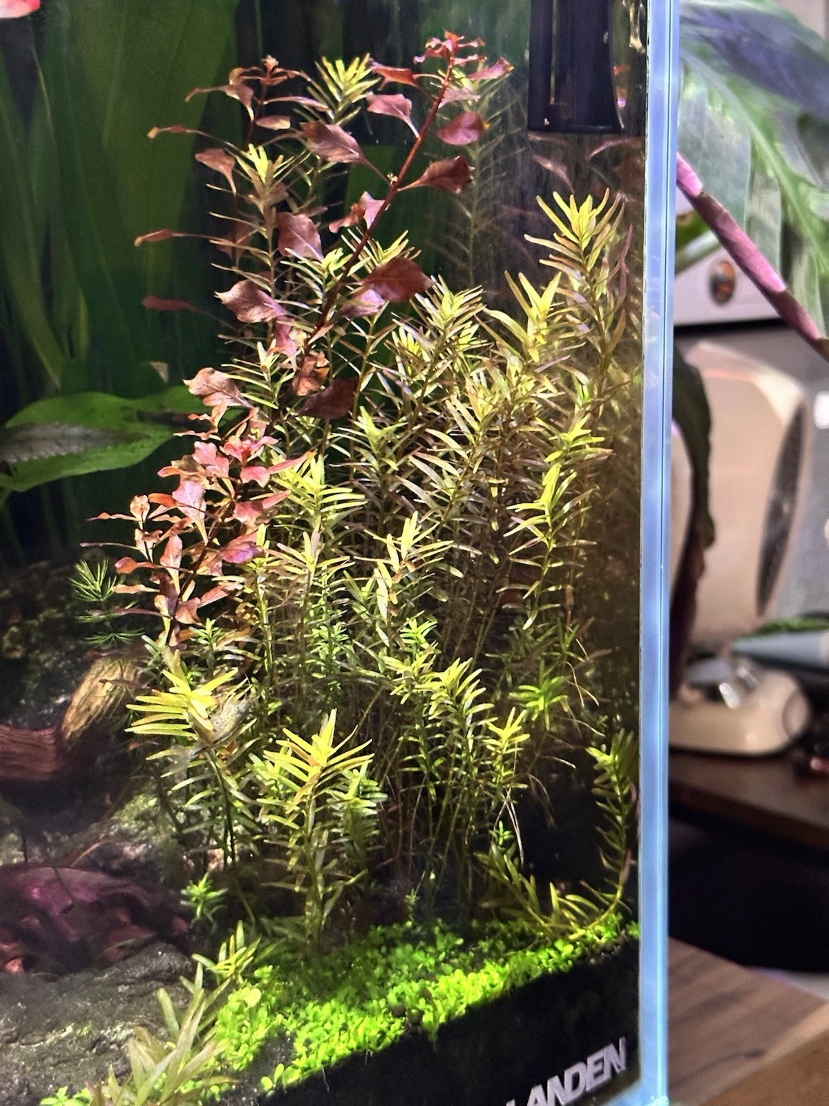Rotala rotundifolia Live Aquatic Plant - 10+ Fresh 4–6" Stem Cuttings + 2 Bonus