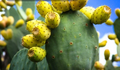 Prickly Pear Cactus (Opuntia) Live Plant with Orange, Pink & Yellow Blooms