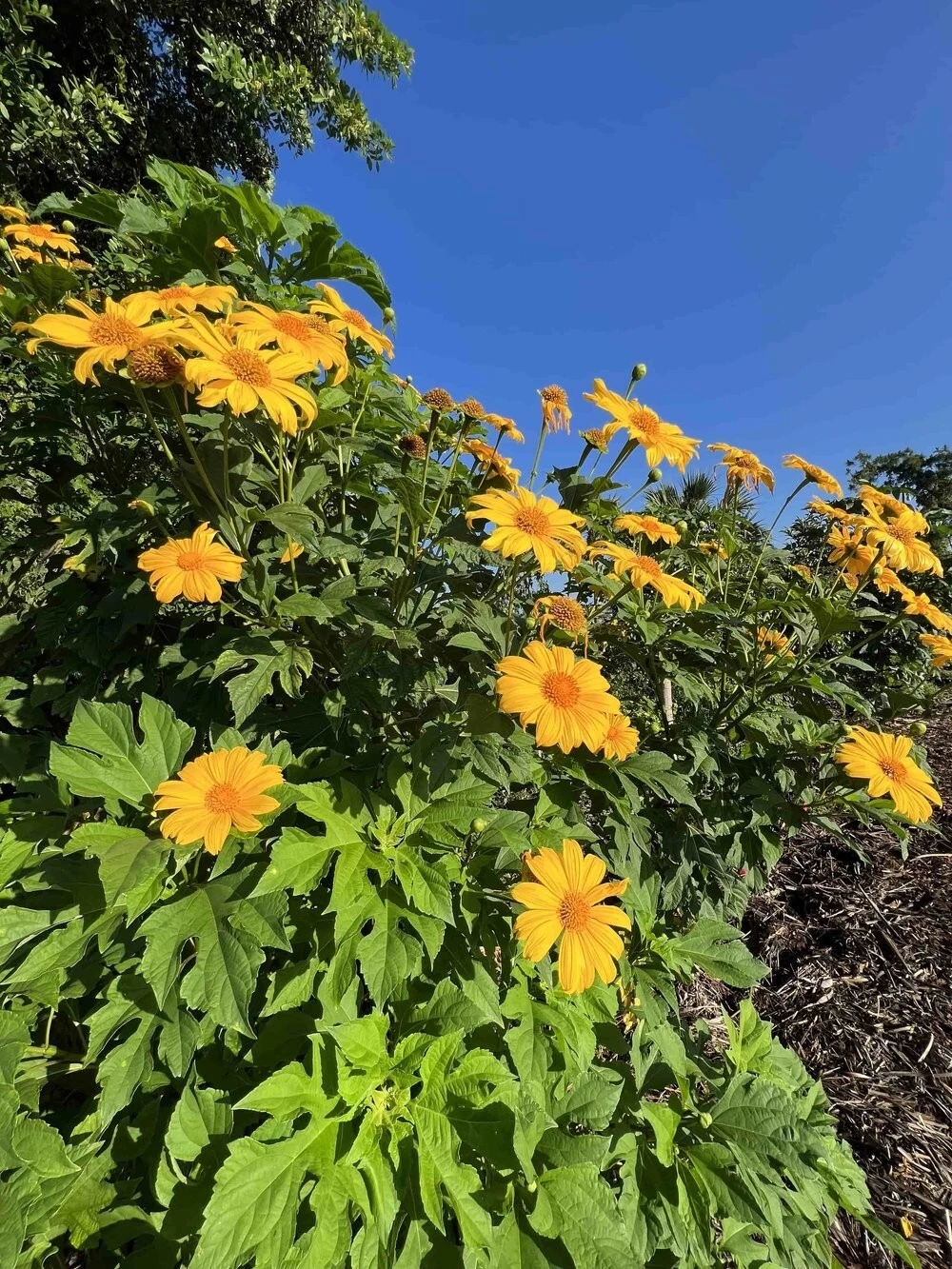 Mexican Sunflower Cuttings (Tithonia diversifolia) – 12 Unrooted Cuttings for Green Fertilizer, Fast-Growing Ornamental
