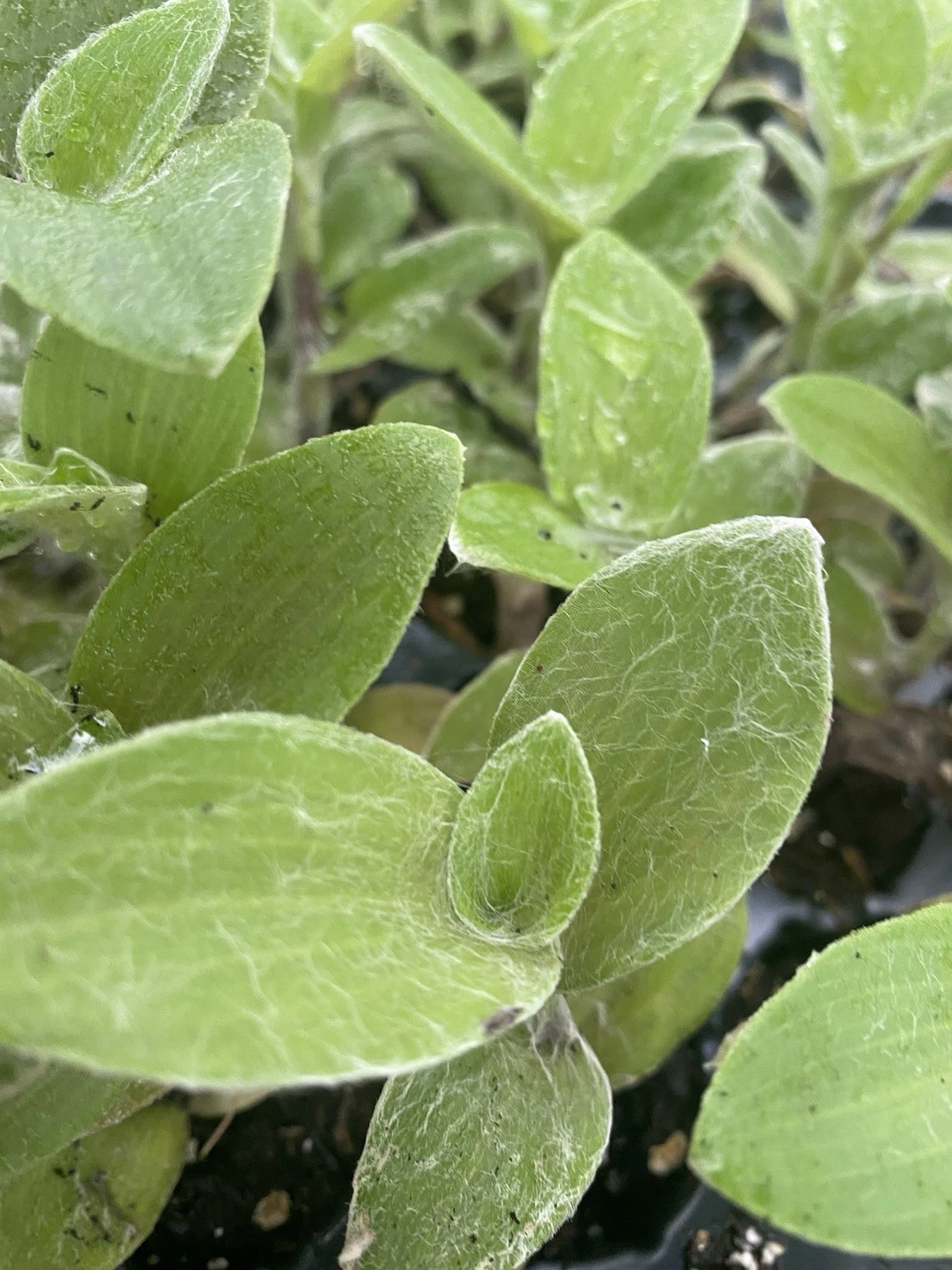 White Fuzzy Tradescantia Rooted Cuttings | 2 Live Starter Plants, Velvet Silver-Green Foliage