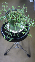 Callisia micrantha Cuttings – Wandering Jew Unrooted Cuttings, Easy Rooting Indoor Trailing Plant