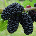Black Mulberry Cuttings (3 Pack) Morus nigra Hardwood Cuttings for Rooting or Grafting