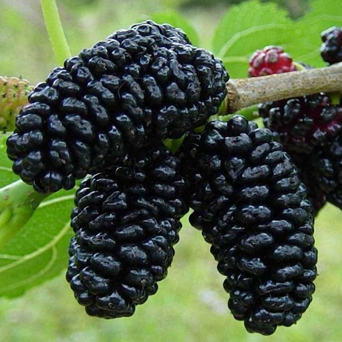 Black Mulberry Cuttings (3 Pack) Morus nigra Hardwood Cuttings for Rooting or Grafting