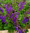 Dan Shen (Salvia miltiorrhiza) Live Starter Plant in 3" Pot