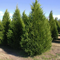 Leyland Cypress Tree Cuttings – 20 Live 7–8" Starter Cuttings for Privacy Screens