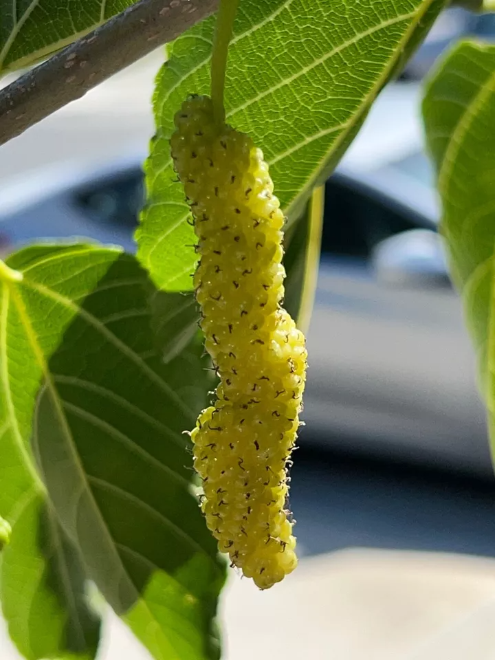 White Pakistan Mulberry Cuttings (Morus alba) - 10 Fresh Cuttings for Grafting or Rooting