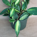 Hoya macrophylla 'Reverse Pot of Gold' – 4" Live Variegated Wax Plant