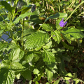 Porterweed Cuttings (Stachytarpheta) – 5 Unrooted 5–7" for Rooting, Pollinator Garden