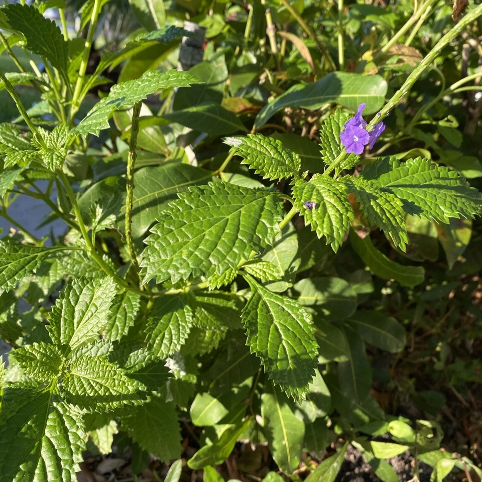 Porterweed Cuttings (Stachytarpheta) – 5 Unrooted 5–7" for Rooting, Pollinator Garden