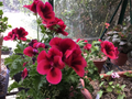 Martha Washington Geranium Cuttings - 6 Unrooted Pelargonium Regal Mix Stems for Rooting
