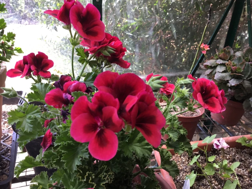 Martha Washington Geranium Cuttings - 6 Unrooted Pelargonium Regal Mix Stems for Rooting