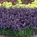Wandering Jew Cuttings - 10 Live Tradescantia zebrina Purple Cuttings for Hanging Baskets