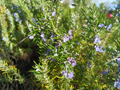 Organic Rosemary Cuttings 12pcs – 10" Live Rosemary Stems for Planting, USA-Grown