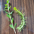 Sedum Cuttings Pack: Angelina & Sarmentosum Stonecrop - 50 Unrooted Cuttings