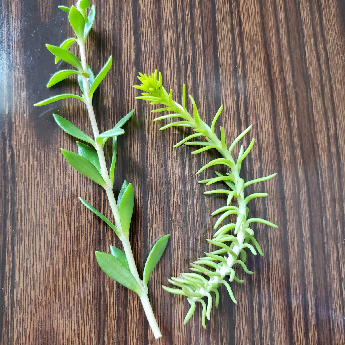 Sedum Cuttings Pack: Angelina & Sarmentosum Stonecrop - 50 Unrooted Cuttings