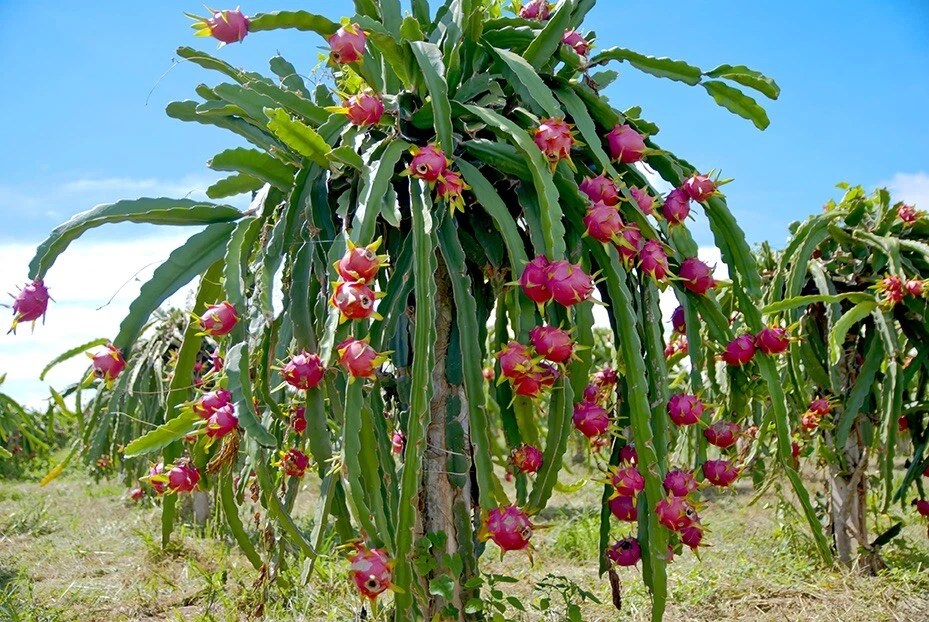 Vietnamese White Dragon Fruit Cuttings (Pitaya) – 3 Fresh ~12" Cuttings for Rooting