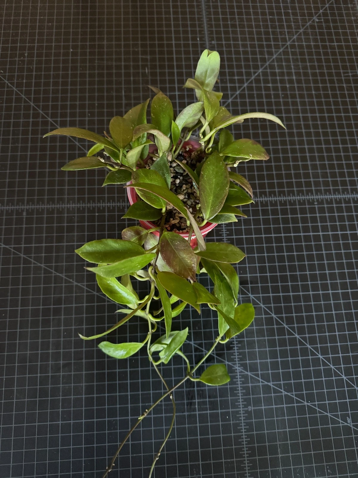 Hoya Sunrise 1-Node Cutting - Rare Hoya Lacunosa × obscura Hybrid