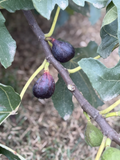 LSU Purple Fig Cutting - 6–10" Unrooted Hardwood Cutting