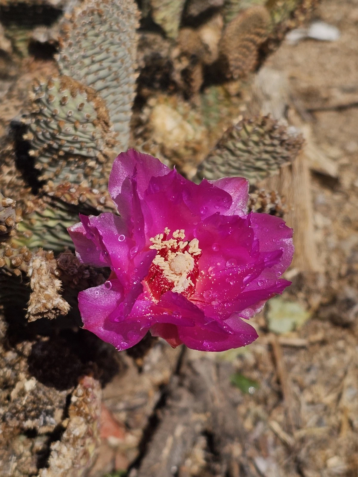 Beavertail Cactus Pads - Opuntia basilaris ssp. basilaris, 5 Live Pads 3–5" Each