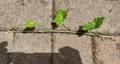 English Ivy Cuttings – 10 Live Hedera helix Cuttings ~6" Each