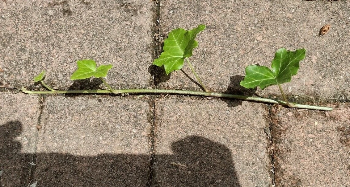 English Ivy Cuttings – 10 Live Hedera helix Cuttings ~6" Each