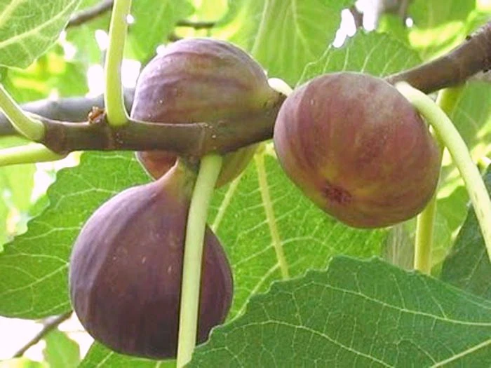 Brown Turkey Fig Cuttings - 3 Live Unrooted Ficus carica Cuttings for Rooting