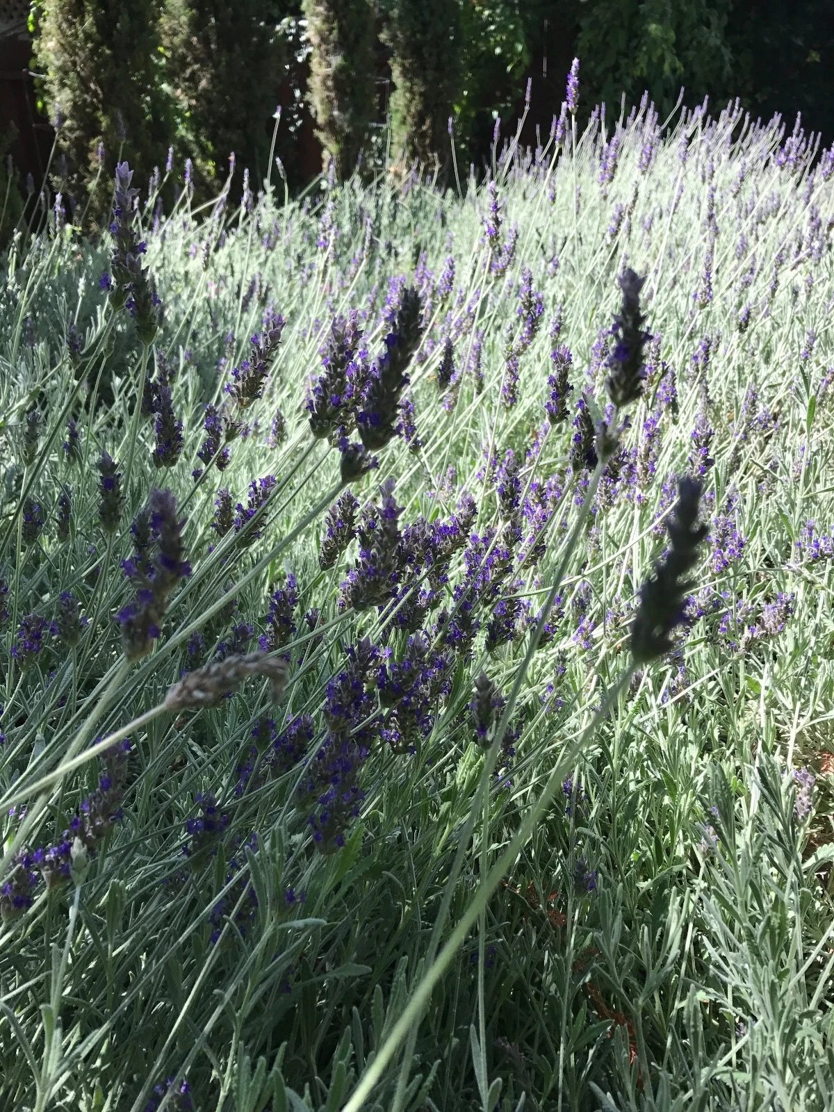 Lavandula angustifolia Lavender Cuttings – Organic California Grown, Fresh Live Stems for Rooting
