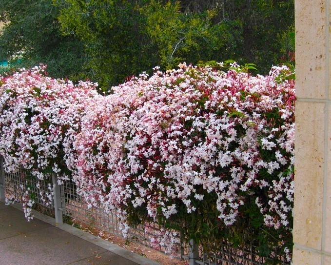 Pink Jasmine Jasminum polyanthum Rooted Starter Plant – Climbing Vine, Fragrant Blooms