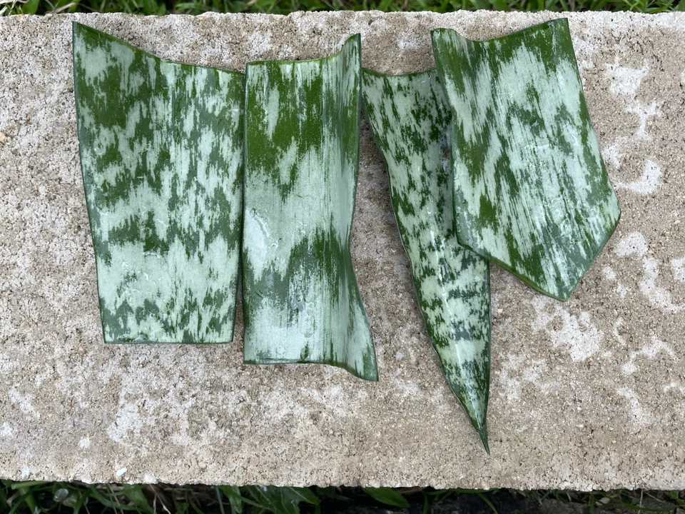Snake Plant Leaf Cuttings – 10 Unrooted Sansevieria Hawaii Leaves for DIY Propagation
