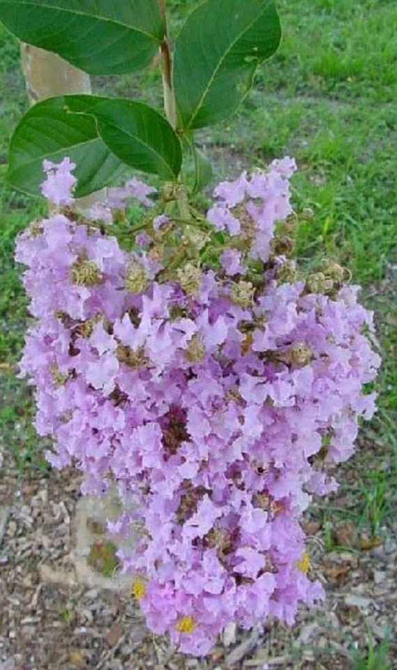 Purple Crepe Myrtle Cuttings - 8+ Fresh 8"+ Lilac Purple Blooms | Easy Rooting Shrub Starter