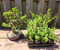 Dwarf Jade Bonsai - 3 Rooted Portulacaria afra Plants, ~3 Years Old, Cork Bark Starter