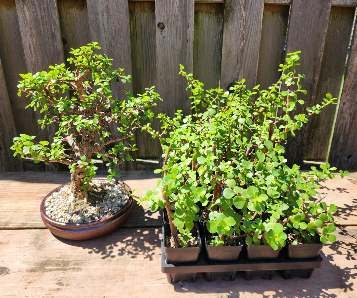 Dwarf Jade Bonsai - 3 Rooted Portulacaria afra Plants, ~3 Years Old, Cork Bark Starter