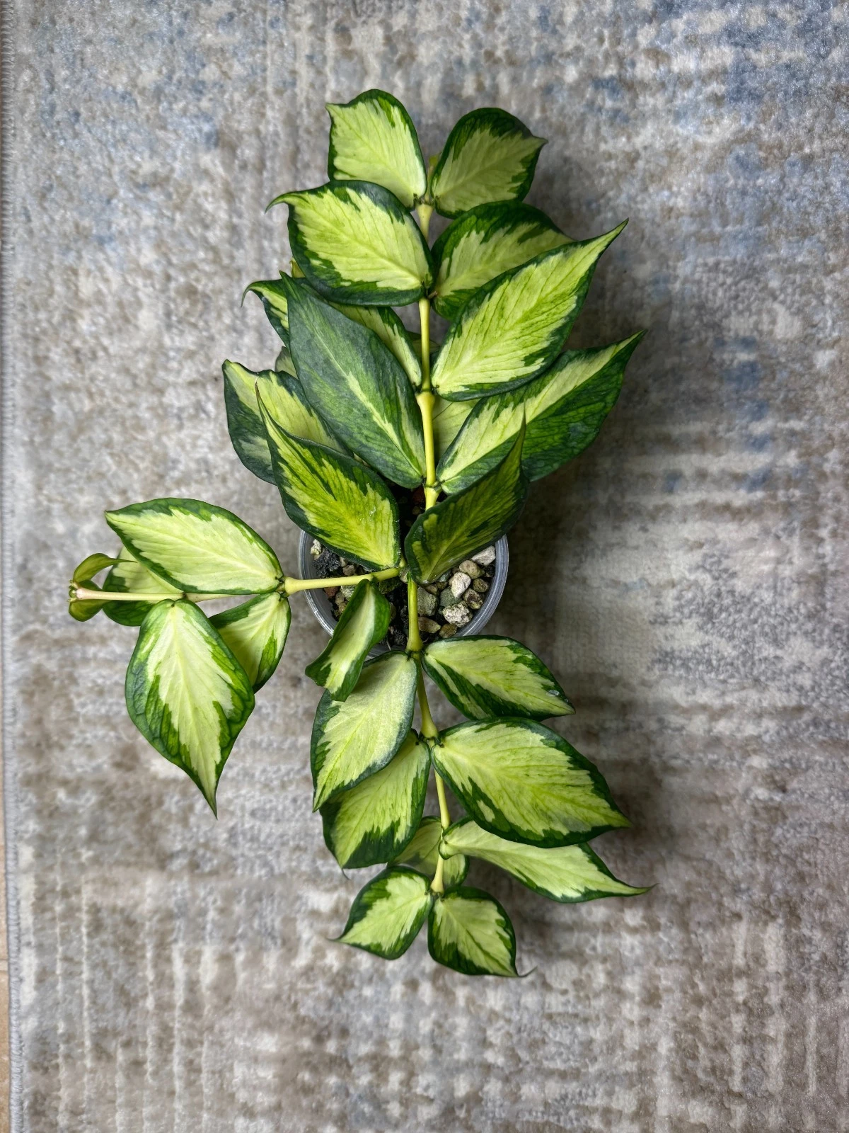 Hoya polyneura Inner Variegated 1-Node Cutting | Mermaid Tail Hoya