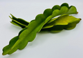 Red Dragon Fruit Cuttings (2) – 10"+ Red-Flesh Pitahaya Hylocereus Vine for Rooting & Growth