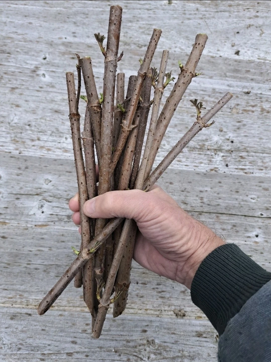American Elderberry Cuttings – 5 Fresh Dormant Stems for Rooting (Sambucus canadensis)