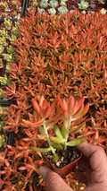 Sedum adolphii Firestorm Rooted Succulent in 2-Inch Pot