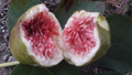 White Adriatic Fig Cuttings (5) – Ficus carica Unrooted Cuttings for Rooting or Grafting