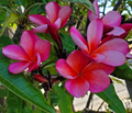 Plumeria (Frangipani) Cutting – 7–12" Pink & Light Orange, Unrooted