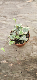 Variegated String of Arrows | Ceropegia sp. Variegated Starter Plant - Rooted