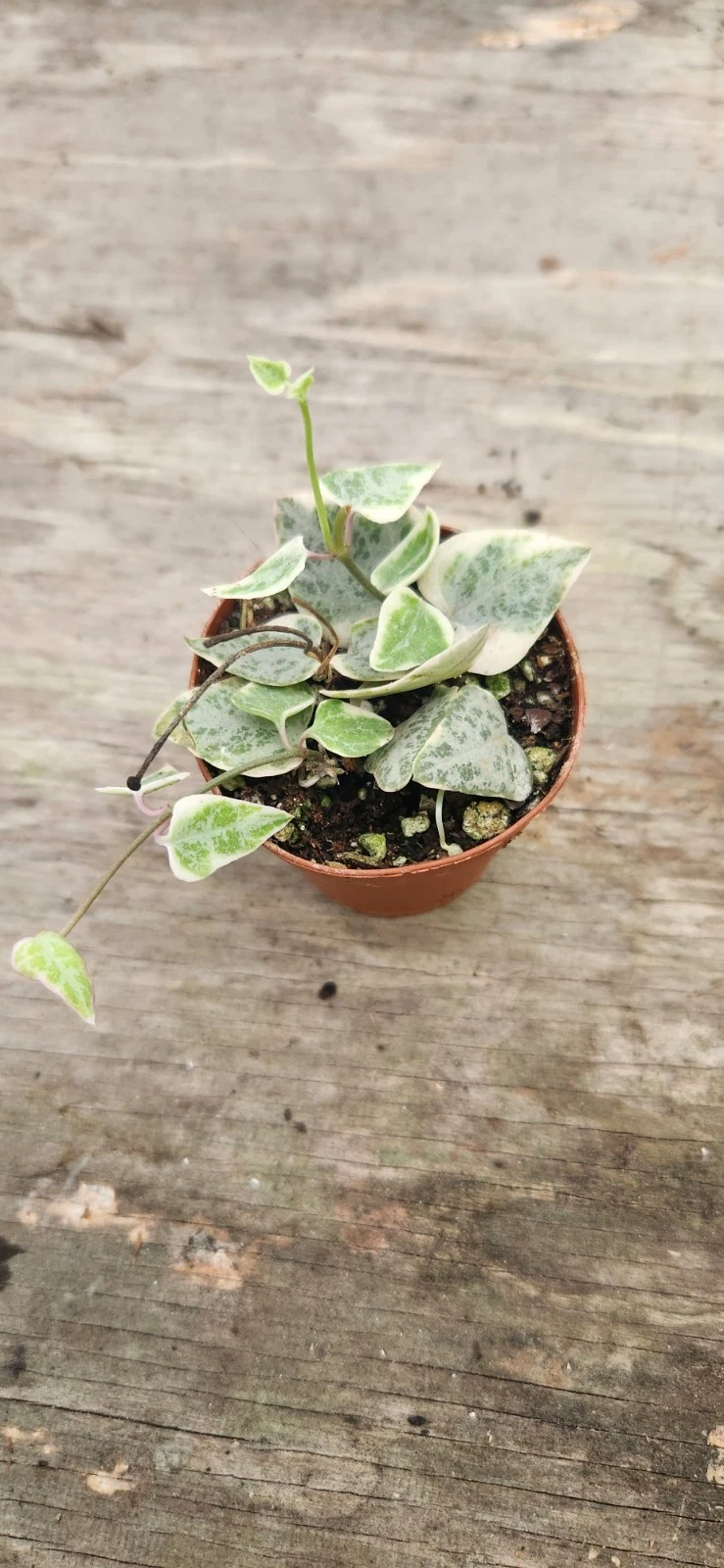 Variegated String of Arrows | Ceropegia sp. Variegated Starter Plant - Rooted