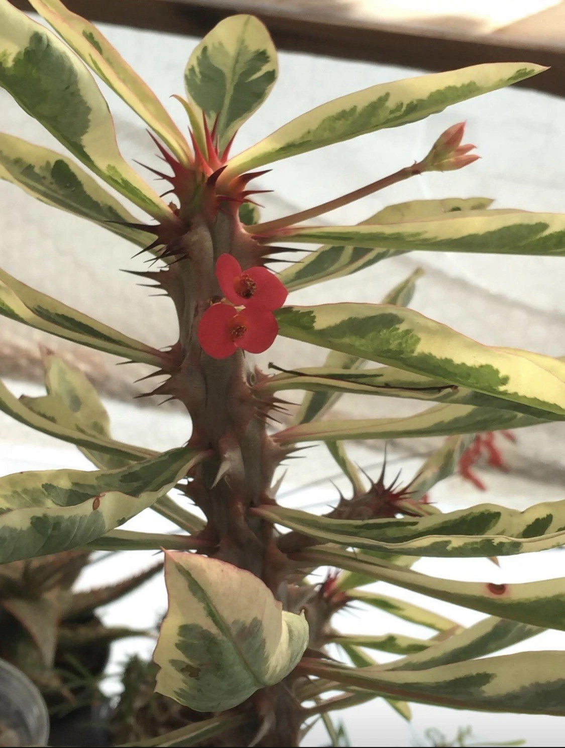 Euphorbia Crown of Thorns Variegated - Rooted Plant in 4" Pot