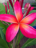 Kaneohe Sunset Plumeria Cutting – 12–14" Unrooted Frangipani Stem with 1 Tip