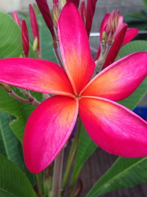 Kaneohe Sunset Plumeria Cutting – 12–14" Unrooted Frangipani Stem with 1 Tip
