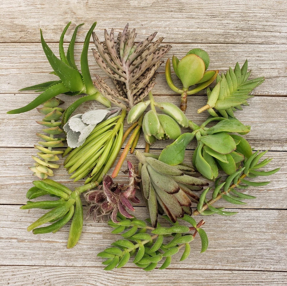 Succulent Assortment - 10 Assorted Unrooted Cuttings (Cactus & Succulent Mix) for Propagation