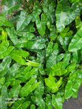 Philodendron Burle Marx Cuttings – Unrooted Stems for Easy Propagation