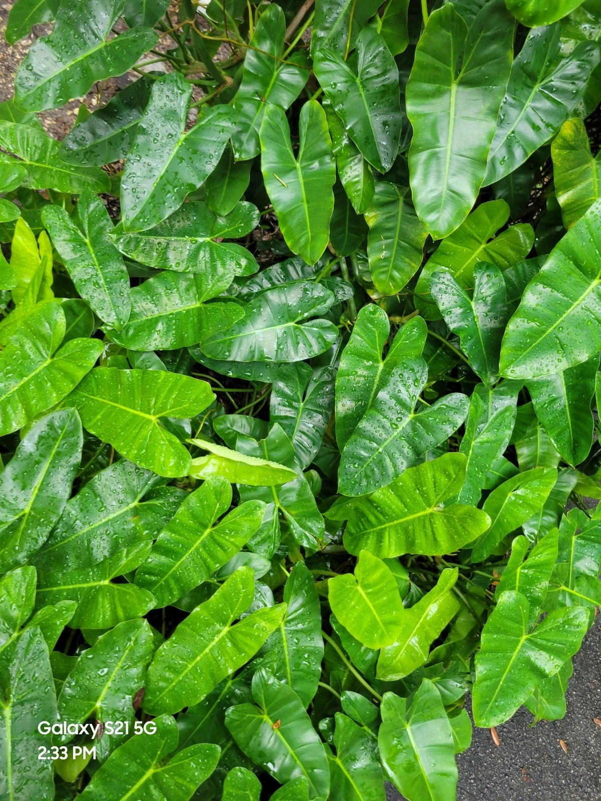 Philodendron Burle Marx Cuttings – Unrooted Stems for Easy Propagation