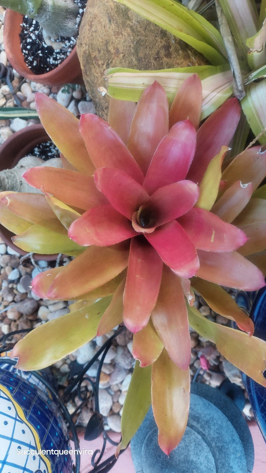 Neoregelia Super Fireball Bromeliad – Live Plant, Red Sun-Stressed Color, Compact